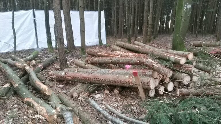 Naturschutz im Windprojekt Verenafohren